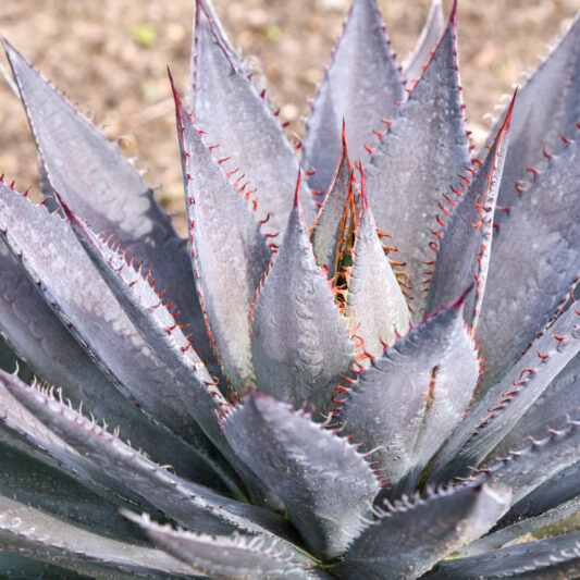 Mangave 'Tooth Fairy', Tooth Fairy Mangave, Succulent, Perennial Succulent