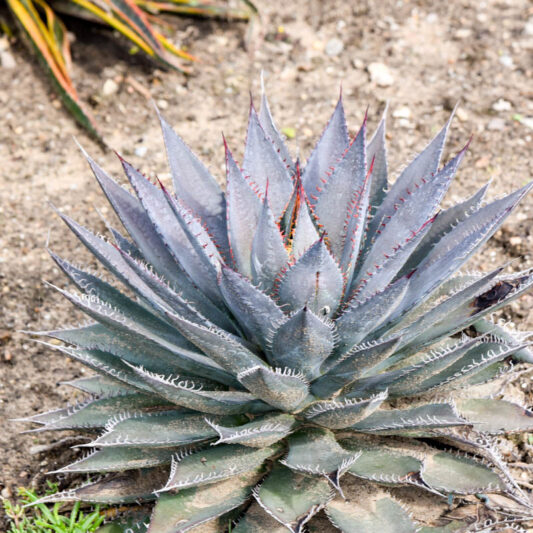 Mangave 'Tooth Fairy', Tooth Fairy Mangave, Succulent, Perennial Succulent