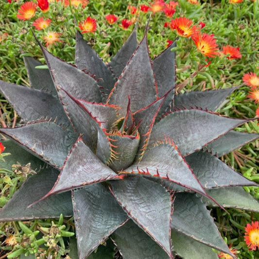 Mangave 'Tooth Fairy', Tooth Fairy Mangave, Succulent, Perennial Succulent