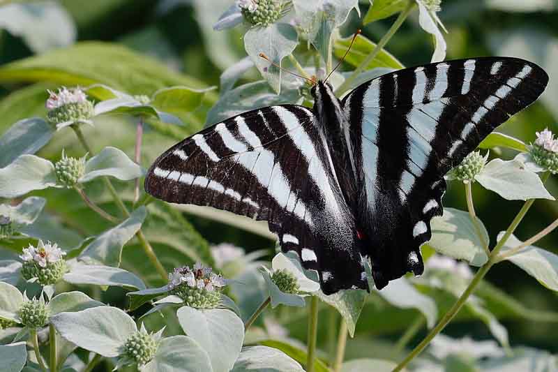 Pycnanthemum muticum, Blunt Mountain Mint, Mountain Mint, Short-toothed Mountain Mint, Native Plant