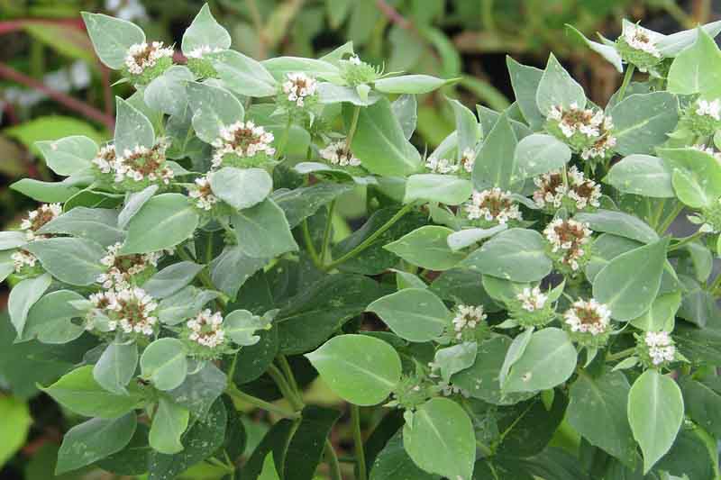 Pycnanthemum muticum, Blunt Mountain Mint, Mountain Mint, Short-toothed Mountain Mint, Native Plant