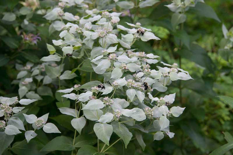 Pycnanthemum muticum, Blunt Mountain Mint, Mountain Mint, Short-toothed Mountain Mint, Native Plant