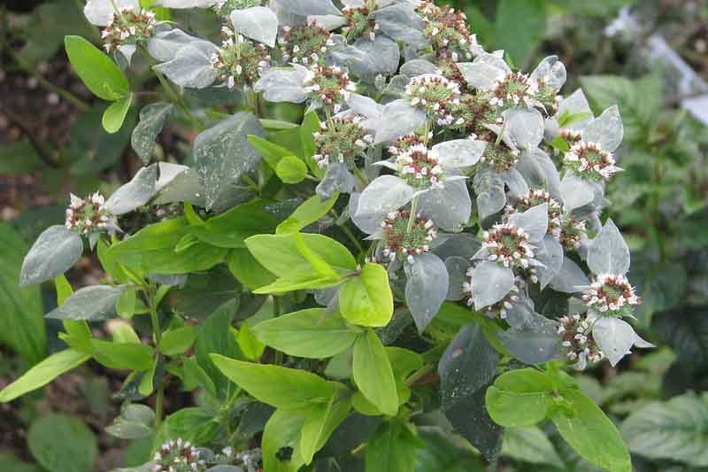 Pycnanthemum muticum, Blunt Mountain Mint, Mountain Mint, Short-toothed Mountain Mint, Native Plant