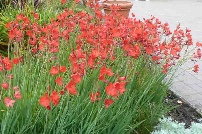 Crimson Flag Lily, Crimson River Lily, River Lily, Kaffir Lily, Schizostylis coccinea, Hesperantha coccinea