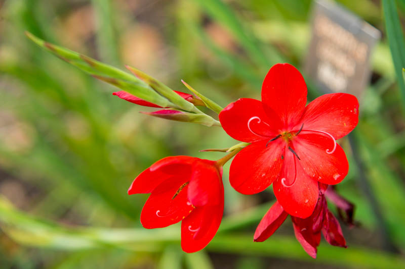 Crimson Flag Lily, Crimson River Lily, River Lily, Kaffir Lily, Schizostylis coccinea, Hesperantha coccinea