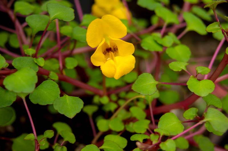 Impatiens repens, Creeping Balsam, Ceylon Jewelweed, Groundcover, Hanging Basket