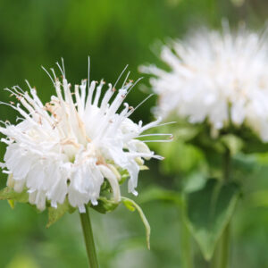 White Bergamot, Monarda clinopodia, Basil Beebalm, Basil Bergamot, Monarda allophylla, Monarda fistulosa var. clinopodia