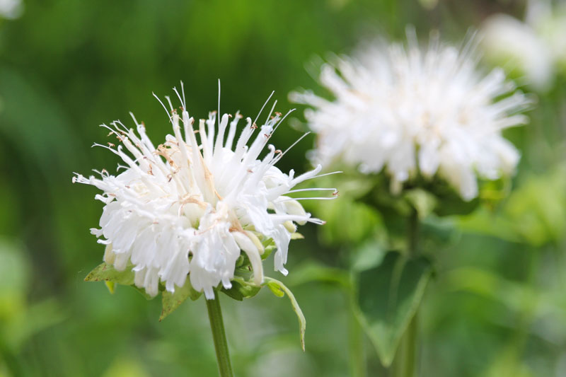 White Bergamot, Monarda clinopodia, Basil Beebalm, Basil Bergamot, Monarda allophylla, Monarda fistulosa var. clinopodia