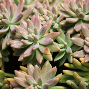 Pachyphytum Compactum, Little Jewel, Succulent, Succulent Plant, Terrarium