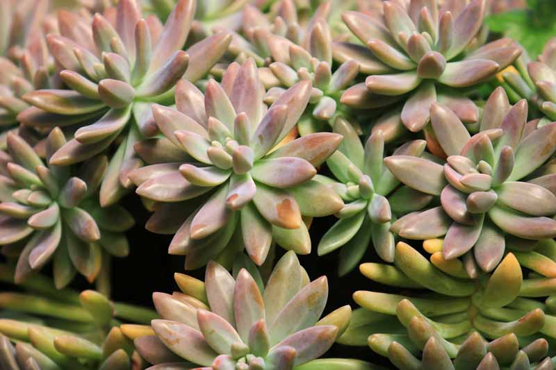Pachyphytum Compactum, Little Jewel, Succulent, Succulent Plant, Terrarium