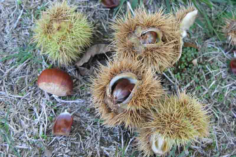 American Chestnut, Chestnut, Castanea dentata, American Sweet Chestnut