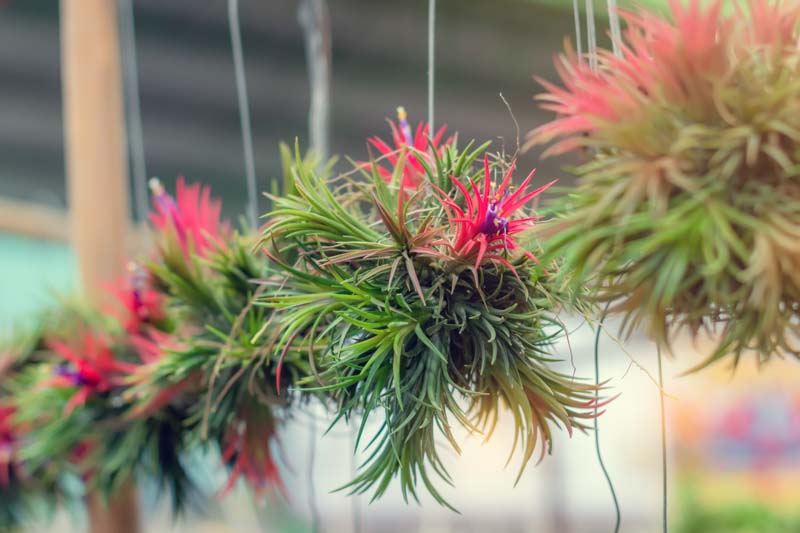 Air plants, Air Plant, Sky Plant, Tillandsia, Tillandsia ionantha, Terrarium, Houseplants