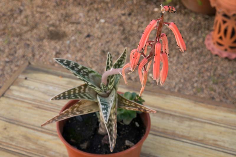 Tiger Aloe, Variegated Tiger Aloe, Partridge Breast aloe, Gonialoe variegata, Aloe variegata Aloe ausana, Succulent,