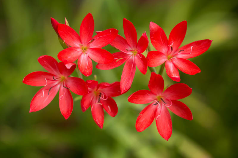 Crimson Flag Lily, Crimson River Lily, River Lily, Kaffir Lily, Schizostylis coccinea, Hesperantha coccinea