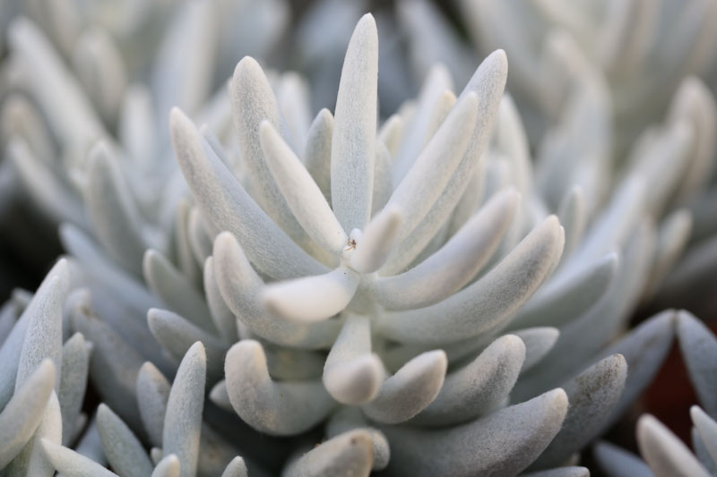 Woolly Senecio, Cocoon Plant, Senecio haworthii, Succulent, Terrarium, Drought Tolerant Plant