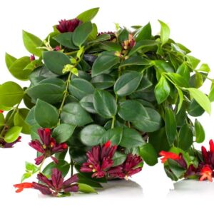 Lipstick Plant, Lipstick Vine, Basket Vine, Aeschynanthus radicans