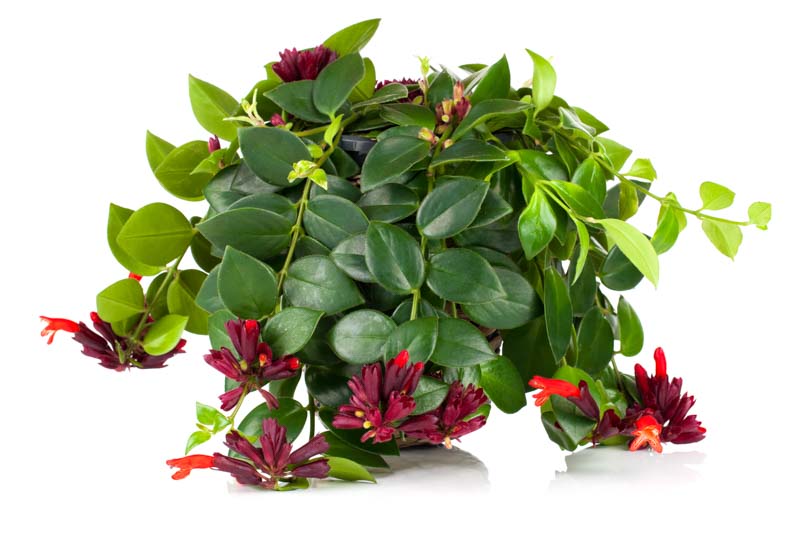 Lipstick Plant, Lipstick Vine, Basket Vine, Aeschynanthus radicans