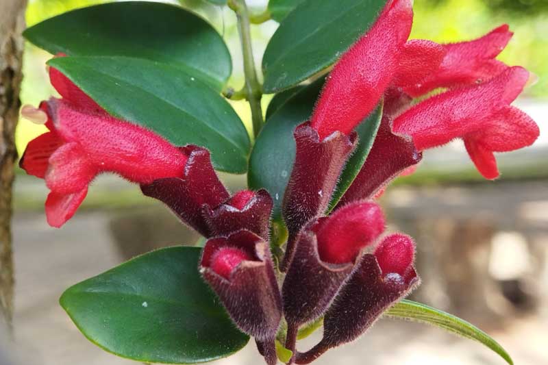 Lipstick Plant, Lipstick Vine, Basket Vine, Aeschynanthus radicans