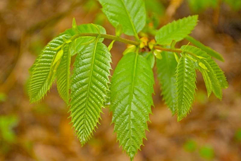 American Chestnut, Chestnut, Castanea dentata, American Sweet Chestnut