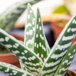 Tiger Aloe, Variegated Tiger Aloe, Partridge Breast aloe, Gonialoe variegata, Aloe variegata Aloe ausana, Succulent,