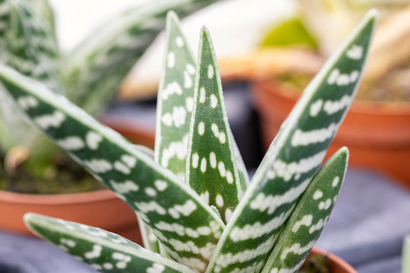 Tiger Aloe, Variegated Tiger Aloe, Partridge Breast aloe, Gonialoe variegata, Aloe variegata Aloe ausana, Succulent,