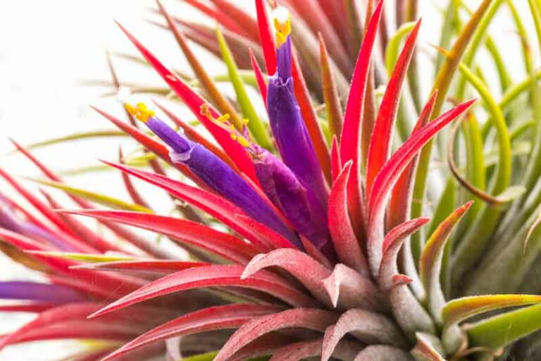 Earthlingz Ionantha Air Plant Kit - Living Plant With Character Pot & Sticker Accessories