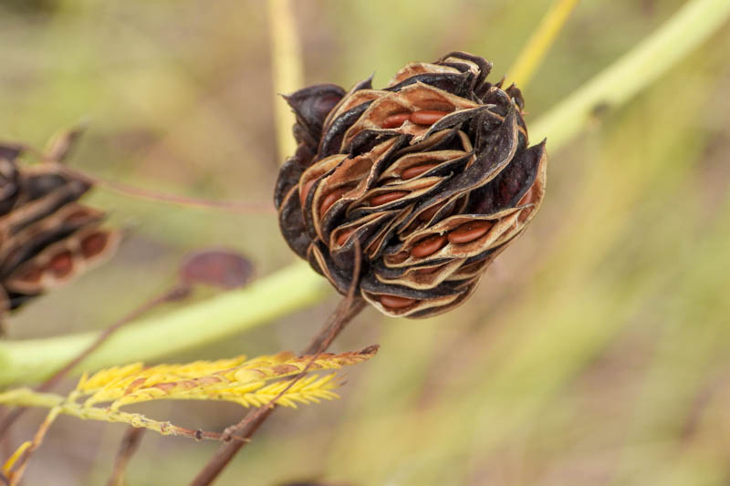 Desmanthus illinoensis, Illinois Bundleflower, Bundleflower, Prairie Bundle Flower, Prairie Mimosa, Prickleweed, Illinois Desmanthus