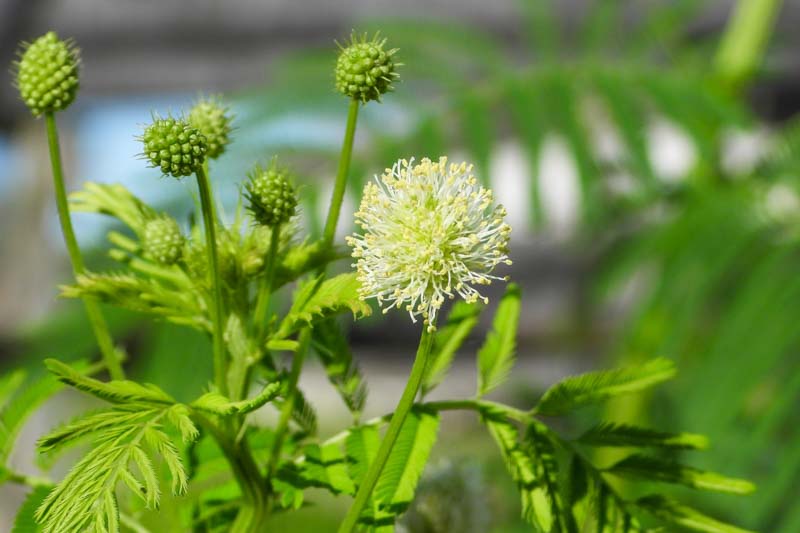 Desmanthus illinoensis, Illinois Bundleflower, Bundleflower, Prairie Bundle Flower, Prairie Mimosa, Prickleweed, Illinois Desmanthus