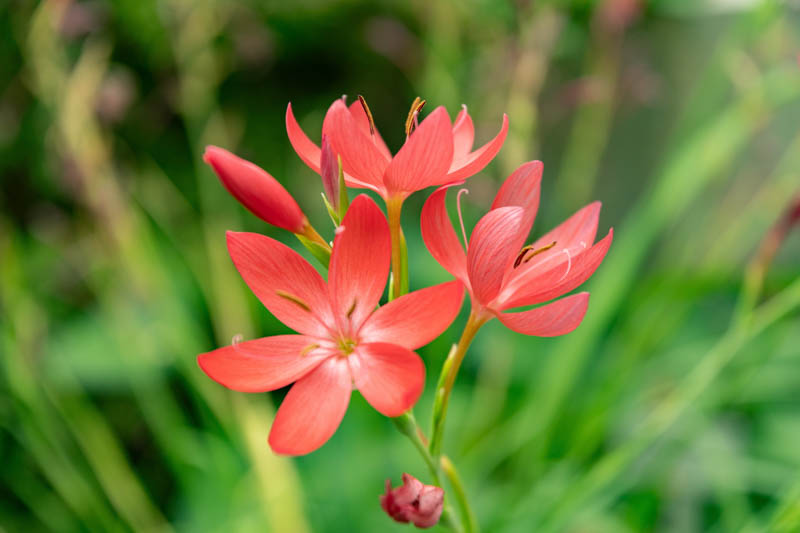 Crimson Flag Lily, Crimson River Lily, River Lily, Kaffir Lily, Schizostylis coccinea, Hesperantha coccinea