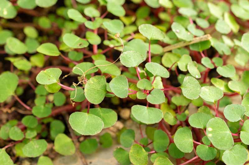 Impatiens repens, Creeping Balsam, Ceylon Jewelweed, Groundcover, Hanging Basket