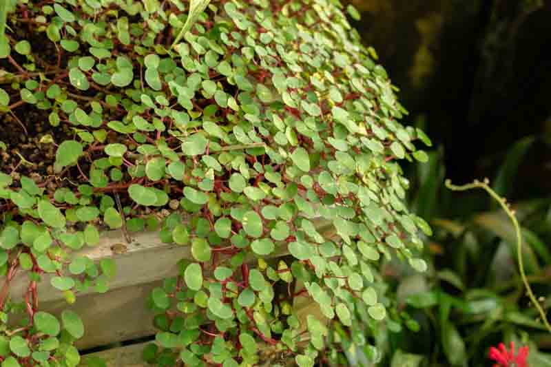 Impatiens repens, Creeping Balsam, Ceylon Jewelweed, Groundcover, Hanging Basket