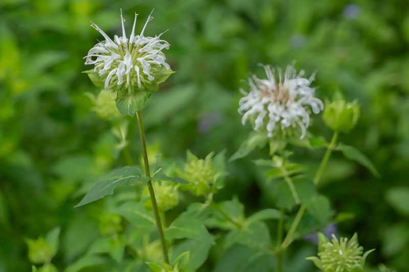 White Bergamot, Monarda clinopodia, Basil Beebalm, Basil Bergamot, Monarda allophylla, Monarda fistulosa var. clinopodia