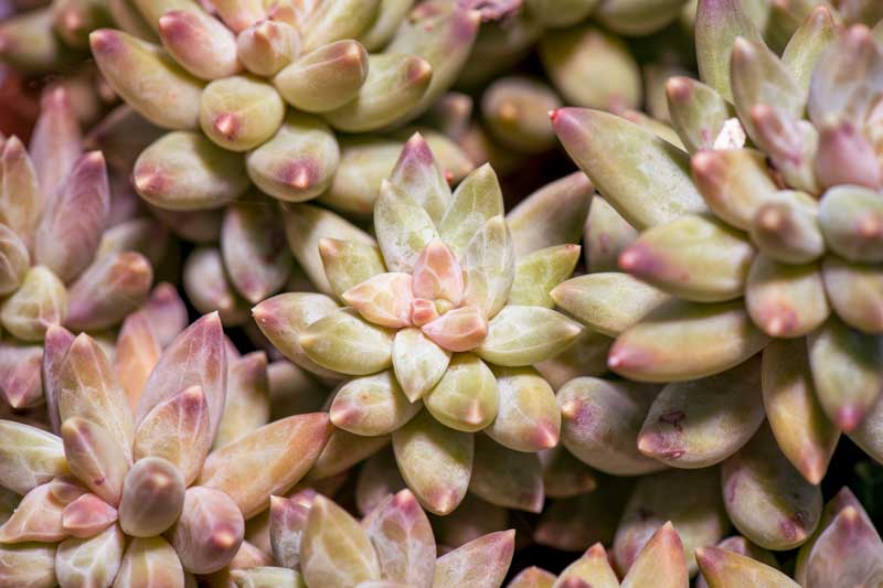 Pachyphytum Compactum, Little Jewel, Succulent, Succulent Plant, Terrarium