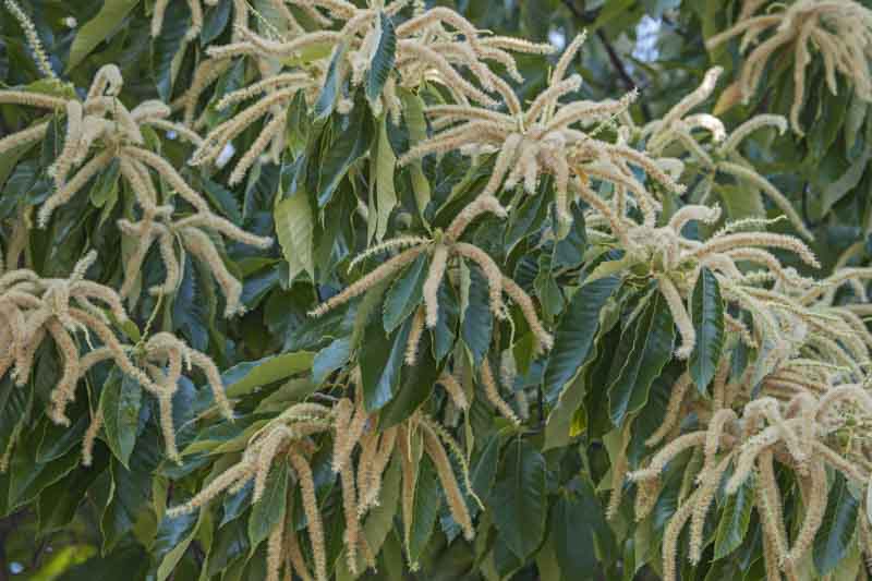 American Chestnut, Chestnut, Castanea dentata, American Sweet Chestnut