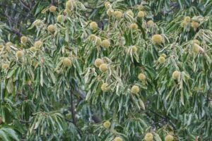 Chestnut: Why This Humble Nut Deserves a Comeback
