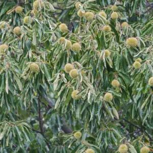 American Chestnut, Chestnut, Castanea dentata, American Sweet Chestnut
