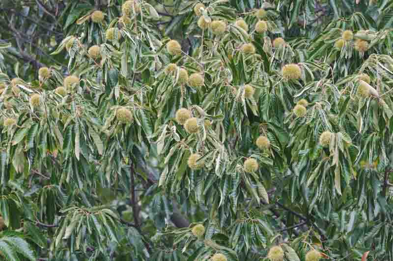 American Chestnut, Chestnut, Castanea dentata, American Sweet Chestnut