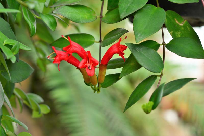 Lipstick Plant, Lipstick Vine, Basket Vine, Aeschynanthus radicans