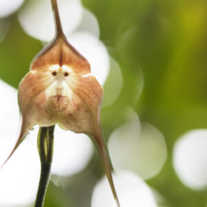 Dracula Orchid, Monkey Orchid, Orchids, Terrarium