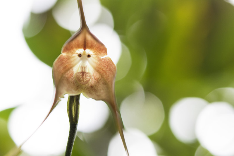 Dracula Orchid, Monkey Orchid, Orchids, Terrarium