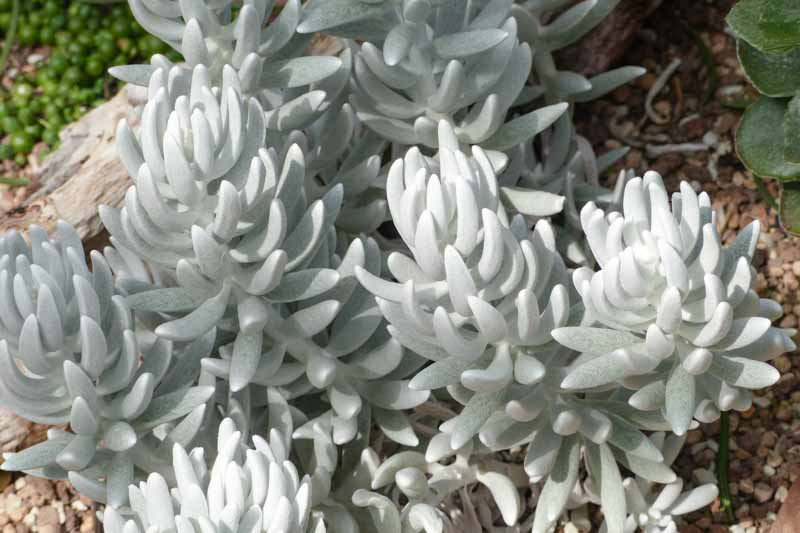 Woolly Senecio, Cocoon Plant, Senecio haworthii, Succulent, Terrarium, Drought Tolerant Plant