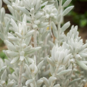 Woolly Senecio, Cocoon Plant, Senecio haworthii, Succulent, Terrarium, Drought Tolerant Plant