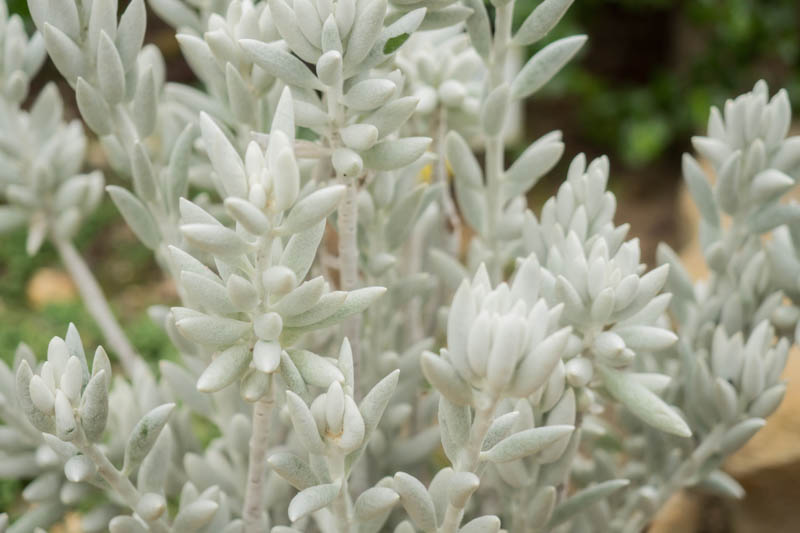 Woolly Senecio, Cocoon Plant, Senecio haworthii, Succulent, Terrarium, Drought Tolerant Plant