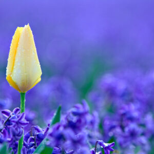Are tulips perennial, tulips, tulip, spring flowers
