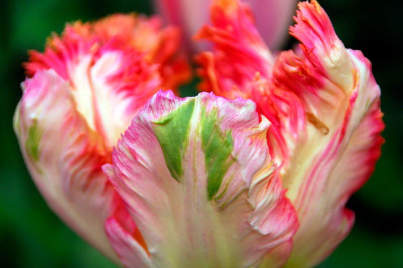 Tulipa Apricot Parrot, Tulip 'Apricot Parrot', Parrot Tulip 'Apricot Parrot', Parrot Tulips, Spring Bulbs, Spring Flowers, Tulipe Apricot Parrot, Parrot Tulip, Apricot Tulip, Tulipe perroquet