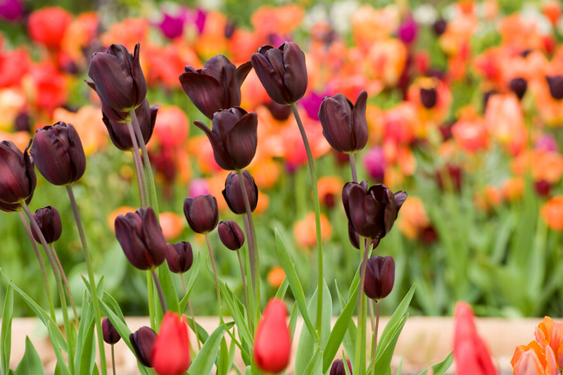 Queen of the Night Tulip, Black Tulips, Black Tulip, Tulips, Tulip, Spring Flowers