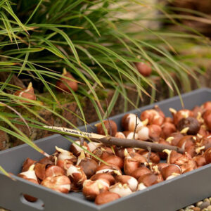 Tulip Bulbs, Plant Tulip Bulbs, Planting Bulbs, Tulips, Tulip, Spring Flowers