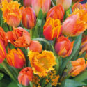 Orange tulips, Tulips, Tulip, Spring Flowers