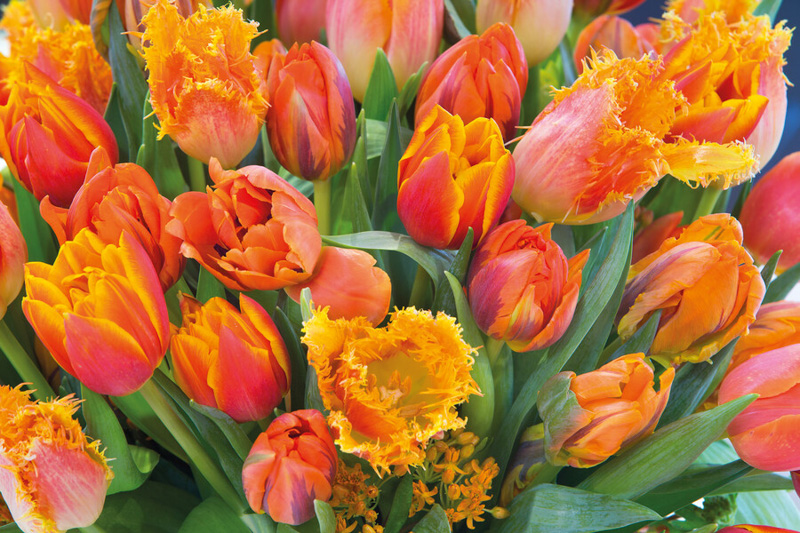 Orange tulips, Tulips, Tulip, Spring Flowers