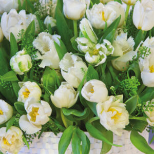 White Tulips, White Tulip, Tulips, Tulip, Spring Flowers